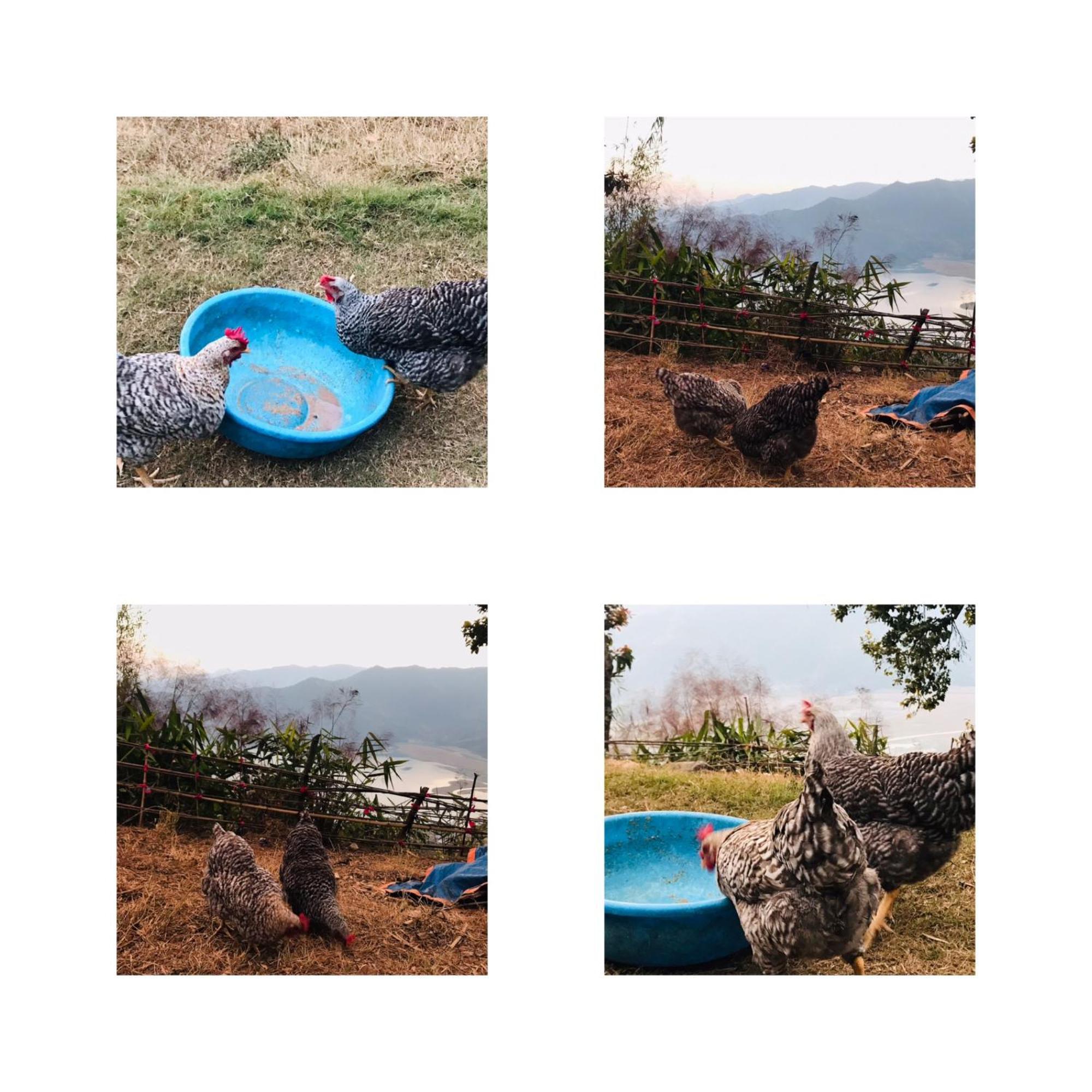 Hom'S Homestay & Farmstay Sarangkot Pokhara Kültér fotó