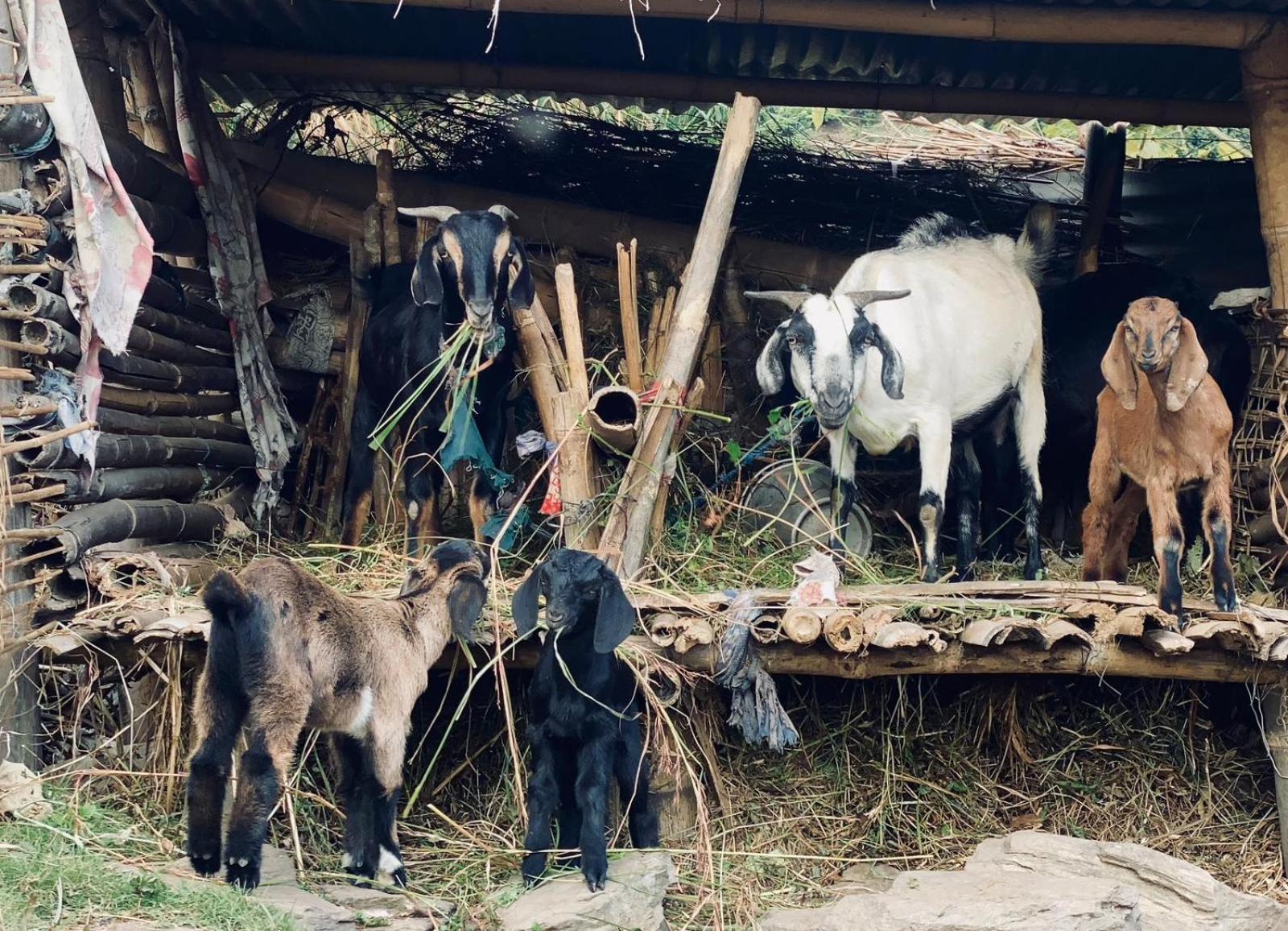 Hom'S Homestay & Farmstay Sarangkot Pokhara Kültér fotó