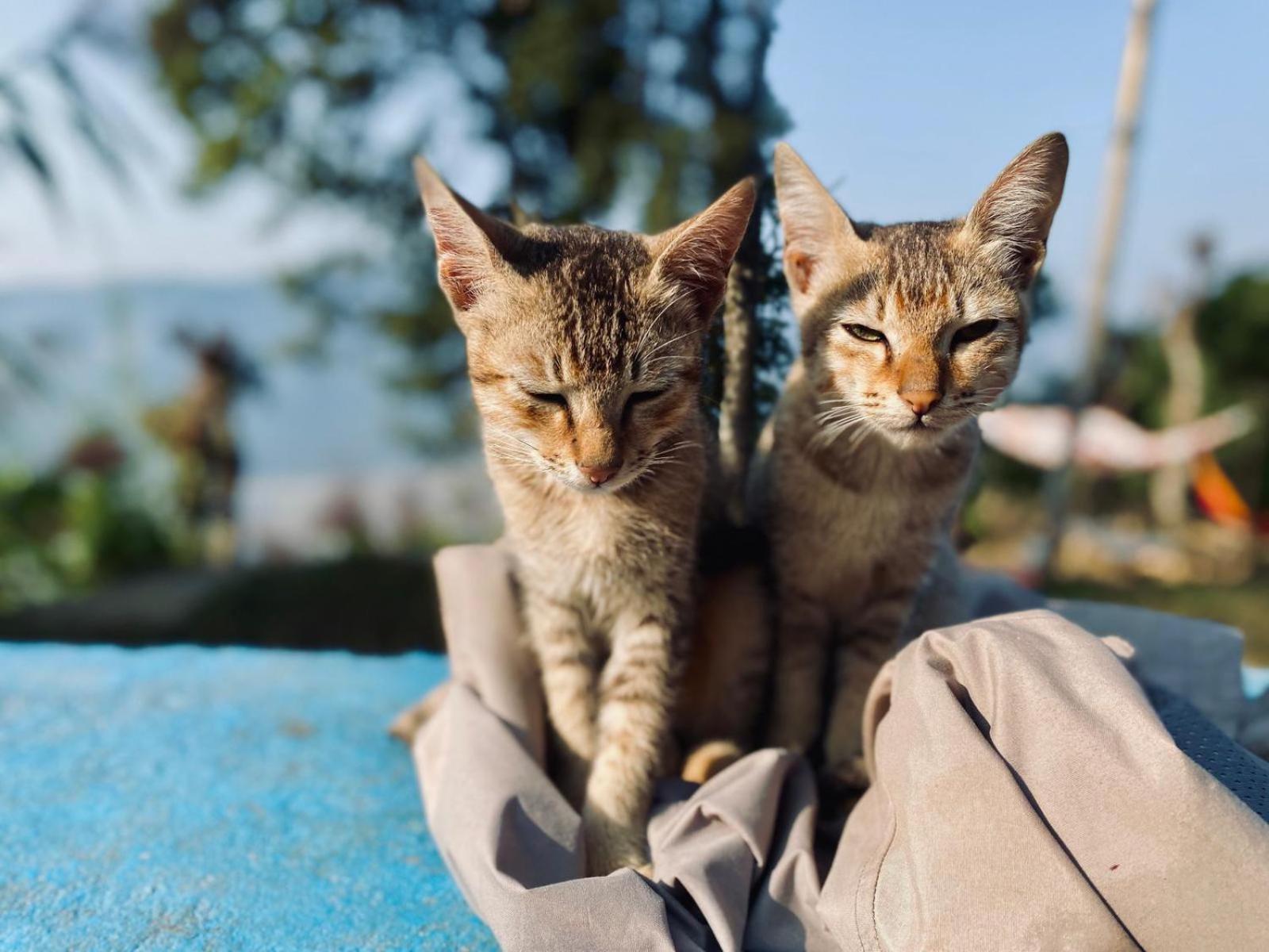 Hom'S Homestay & Farmstay Sarangkot Pokhara Kültér fotó